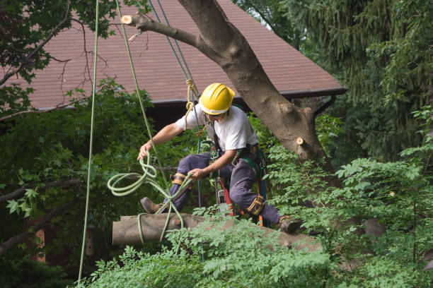 Live Oak, CA Tree Services Company