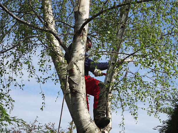 How Our Tree Care Process Works  in  Live Oak, CA